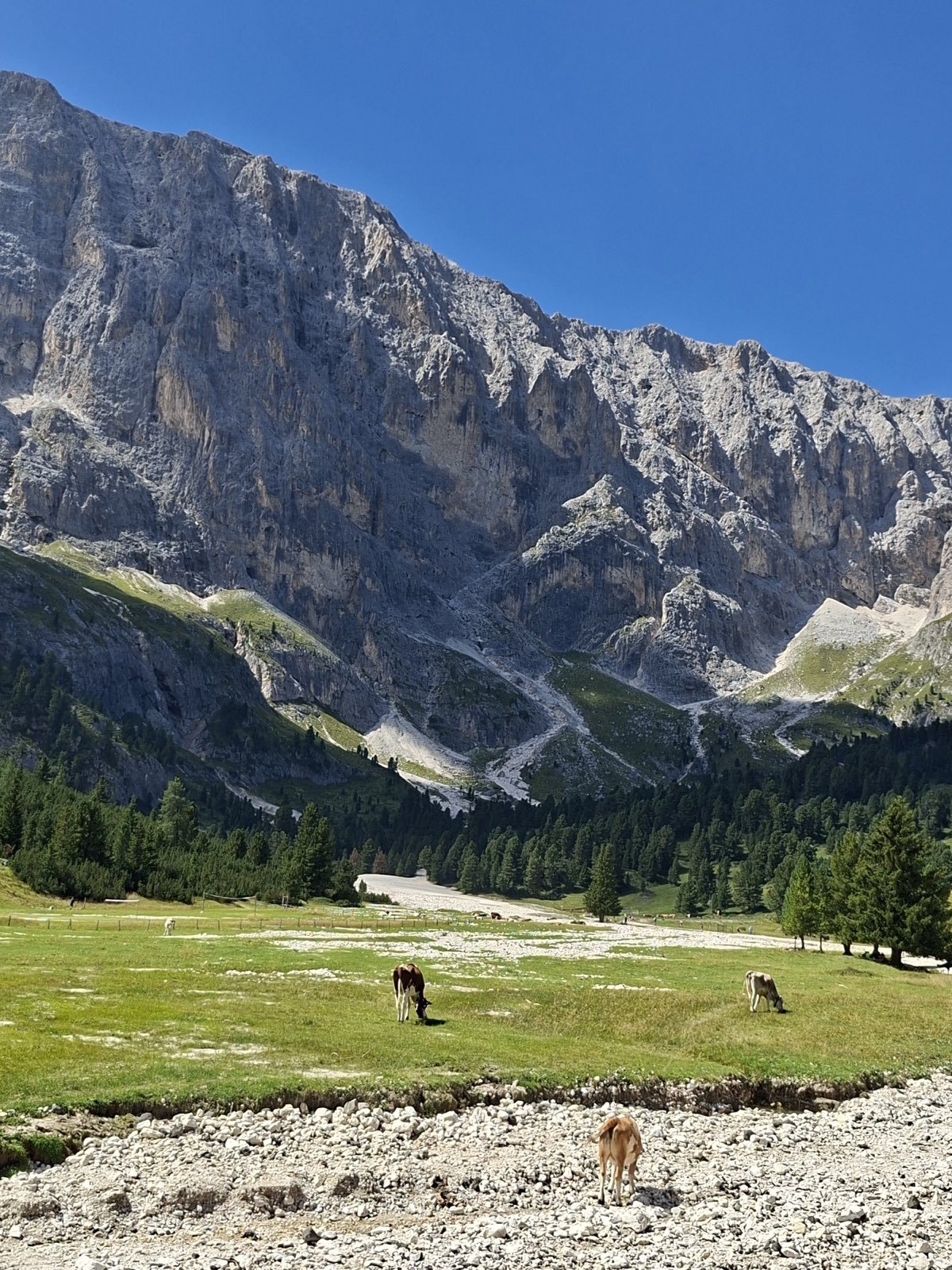 Pascoli della Val Duron sotto le pareti del Sassopiatto